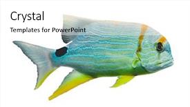  Presentation with colorful fancy carp fish koi - Slide set featuring deep sea moving - underwater image of colorful tropical background and a white colored foreground