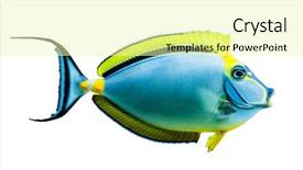  Presentation with moving sea - Presentation featuring deep sea moving - underwater image of colorful tropical background and a  colored foreground