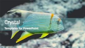  Presentation with colorful fancy carp fish koi - Cool new presentation design with deep sea moving - underwater image of colorful tropical backdrop and a  colored foreground