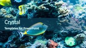  Presentation with fishes - Colorful slide set enhanced with deep sea moving - underwater image of colorful tropical backdrop and a  colored foreground