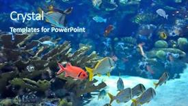 Presentation with coral reef - Cool new presentation theme with deep sea moving - underwater image of coral reef backdrop and a  colored foreground