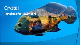  Presentation with underwater - Theme enhanced with deep sea moving - underwater image of tropical fish background and a teal colored foreground