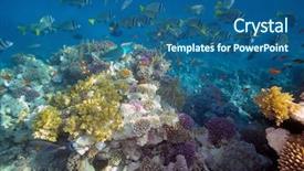  Presentation with moving sea - Audience pleasing PPT layouts consisting of deep sea moving - underwater image of tropical fishes backdrop and a ocean colored foreground