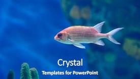  Presentation with tuna fish underwater in ocean - Slide deck enhanced with deep sea moving - underwater image of tropical fishes background and a  colored foreground