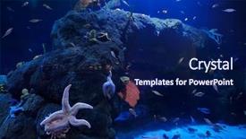 Presentation with moving sea - Slide set consisting of deep sea moving - underwater image of tropical fishes background and a navy blue colored foreground