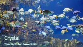  Presentation with tuna fish underwater in ocean - Beautiful presentation design featuring deep sea moving - underwater image of tropical fishes backdrop and a  colored foreground