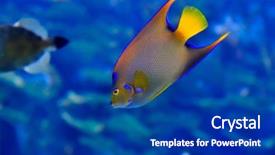  Presentation with fishes - Amazing presentation having deep sea moving - underwater image of tropical fishes backdrop and a ocean colored foreground