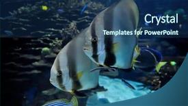  Presentation with fishes - Slides with deep sea moving - underwater image of tropical fishes background and a  colored foreground