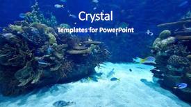  Presentation with tuna fish underwater in ocean - Presentation design having deep sea moving - underwater image of tropical fishes background and a  colored foreground