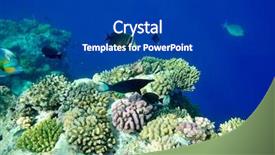  Presentation with tuna fish underwater in ocean - Presentation design consisting of deep sea moving - underwater image of tropical fishes background and a  colored foreground