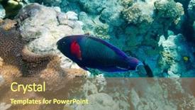  Presentation with fishes - Cool new theme with deep sea moving - underwater image of tropical fishes backdrop and a  colored foreground