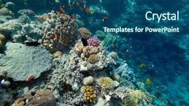  Presentation with tuna fish underwater in ocean - PPT layouts featuring deep sea moving - underwater image of tropical fishes background and a ocean colored foreground