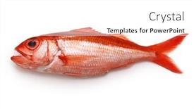  Presentation with deep - Slide set having deep-water-red-snapper-hachijou background and a  colored foreground