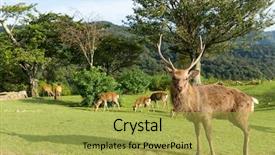  Presentation with buck - Audience pleasing slides consisting of deer buck backdrop and a yellow colored foreground