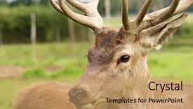  Presentation with career milestone close up - Slide deck enhanced with deer close-up background and a coral colored foreground