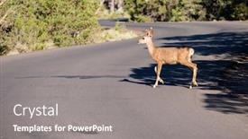  Presentation with grand canyon - Amazing presentation design having deer crossing the road grand canyon national park arizona usa backdrop and a gray colored foreground