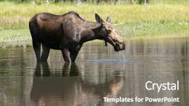  Presentation with wyoming - Colorful slide deck enhanced with deer drinking water - closeup of a feeding cow backdrop and a  colored foreground