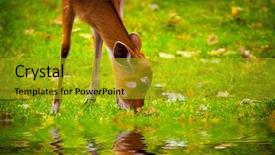  Presentation with beautiful nature in twilight - Amazing PPT layouts having deer drinking water - cute beautiful fawn eating grass backdrop and a gold colored foreground
