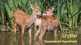  Presentation with pond - Amazing theme having deer drinking water - twin fawns nuzzling each other backdrop and a tawny brown colored foreground