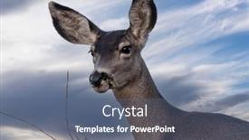  Presentation with brush - Presentation with deer-eating-brush-at-rocky background and a ocean colored foreground