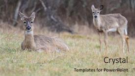  Presentation with whitetail deer - Beautiful slides featuring deer family in autumn forest backdrop and a mint green colored foreground