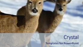  Presentation with deer - PPT theme with chemistry - chemical liquid into laboratory glassware background and a sky blue colored foreground.