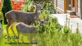 Presentation with colonial urban - Audience pleasing presentation theme consisting of piaggio - deer family in urban neigbourhood backdrop and a gold colored foreground