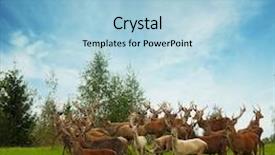  Presentation with deer - Presentation theme enhanced with deer flock in natural habitat background and a light blue colored foreground