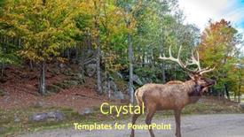  Presentation with eco park - Slides having deer-graze-freely-wild-animals background and a violet colored foreground