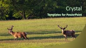  Presentation with czech republic - Presentation enhanced with deer-grazing-early-in-morning background and a  colored foreground
