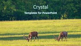  Presentation with deer - Slides enhanced with deer-grazing-early-in-morning background and a ocean colored foreground