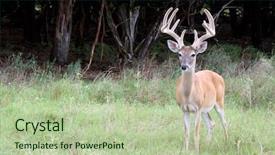  Presentation with texas - Presentation theme with deer grazing in the wild background and a mint green colored foreground