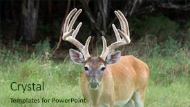  Presentation with texas - PPT theme enhanced with deer grazing in the wild background and a seafoam green colored foreground