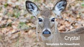  Presentation with whitetail deer - Slide set enhanced with deer head shot background and a coral colored foreground