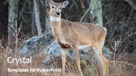  Presentation with whitetail deer - Audience pleasing slides consisting of deer in autumn forest backdrop and a gray colored foreground