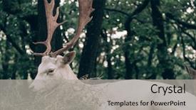  Presentation with animal pets on white - Theme with deer in forest albino animal background and a light gray colored foreground