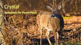  Presentation with whitetail deer - Amazing slide deck having deer in forest backdrop and a tawny brown colored foreground