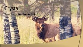  Presentation with deer - Beautiful presentation theme featuring deer in forest backdrop and a coral colored foreground