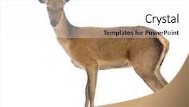  Presentation with white cctv camera on modern - Cool new PPT theme with midwest - park in the black hills backdrop and a coral colored foreground