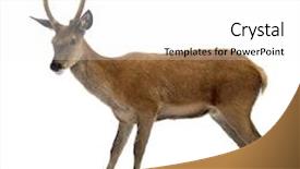  Presentation with deer - Theme with deer in front background and a white colored foreground