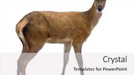 Presentation with deer - Slides featuring deer in front of a white background and looking at the camera background and a white colored foreground