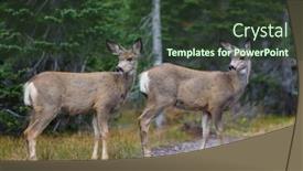  Presentation with deer - Presentation design with deer in green forest usa background and a tawny brown colored foreground