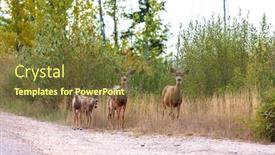  Presentation with deer - Presentation theme consisting of deer-in-green-forest-usa background and a tawny brown colored foreground