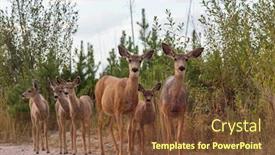  Presentation with deer - Beautiful presentation featuring deer-in-green-forest-usa backdrop and a tawny brown colored foreground