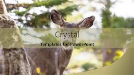  Presentation with deer - Presentation theme enhanced with deer-in-green-meadow-usa background and a mint green colored foreground