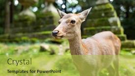  Presentation with deer - Audience pleasing slide set consisting of deer-in-japanese-temple backdrop and a yellow colored foreground