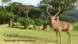  Presentation with deer - Beautiful theme featuring deer-in-mount-wakakusa backdrop and a yellow colored foreground