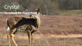  Presentation with shenandoah - Slide set consisting of view overlooking beautiful skyline - deer in shenandoah national park background and a gray colored foreground