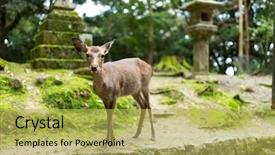  Presentation with deer - PPT layouts featuring stone lanterns nara japan - deer in temple background and a yellow colored foreground