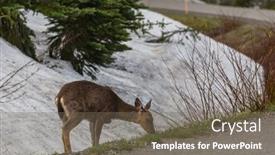  Presentation with wildlife - Presentation theme consisting of deer-in-the-beautiful-autumn background and a gray colored foreground